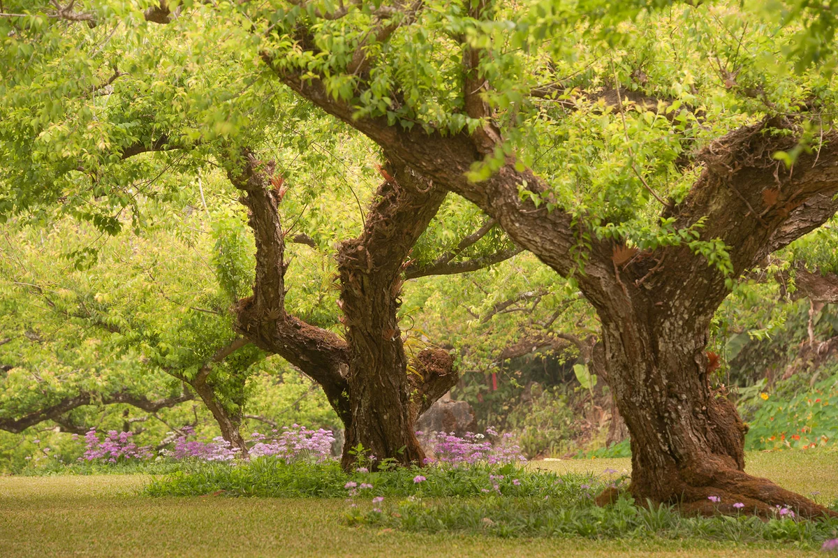 Large plum trees in garden
