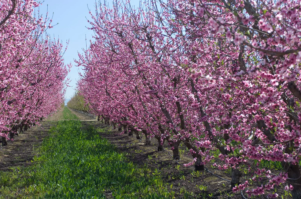Plum trees in a row