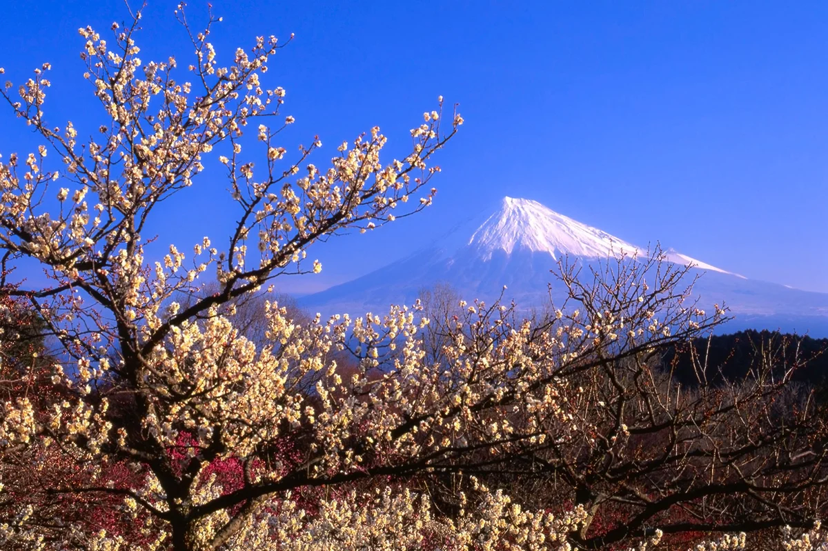 Plum blossoms on branch