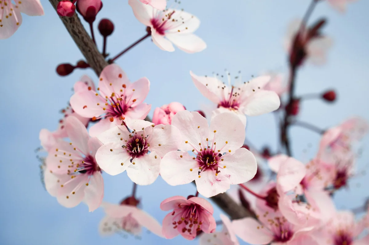 Closeup of plum blossom