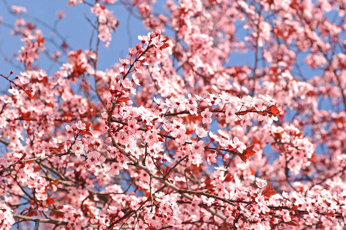 Pink plum blossoms on branches