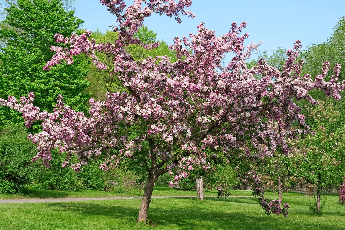 Plum tree in bloom