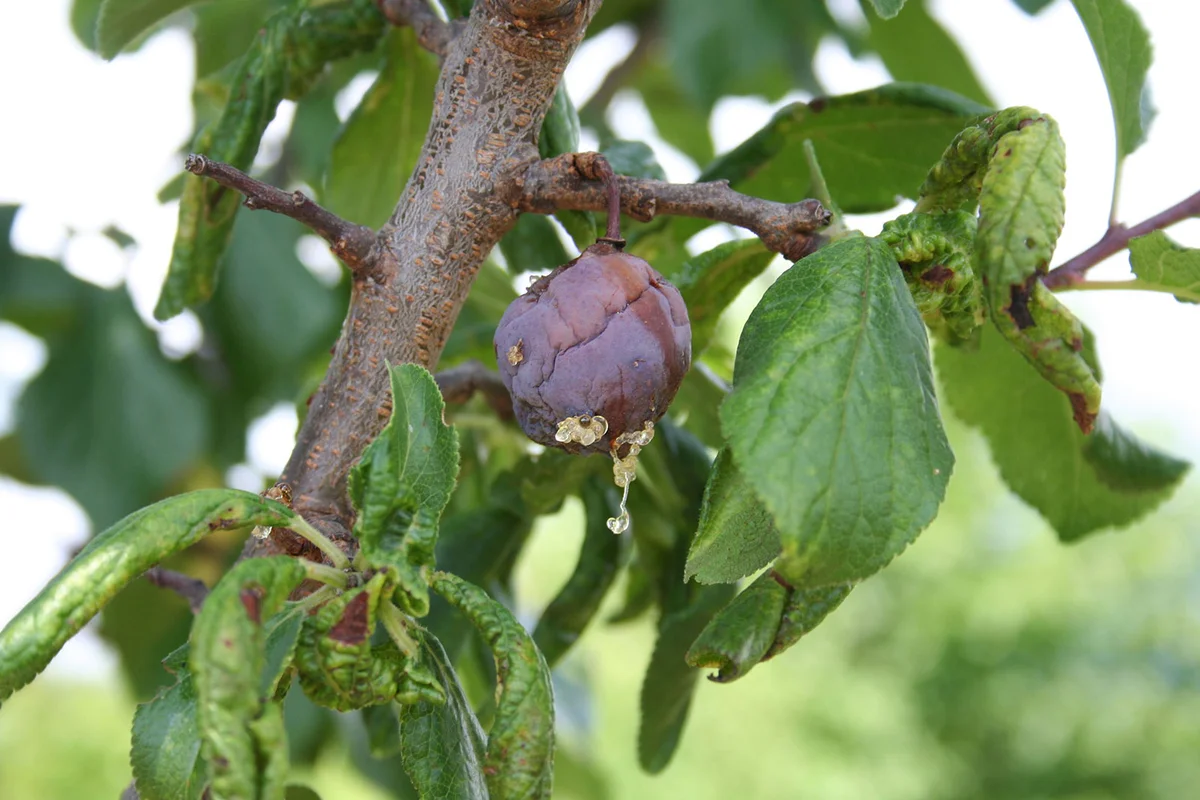 Plum on branch with insect damage