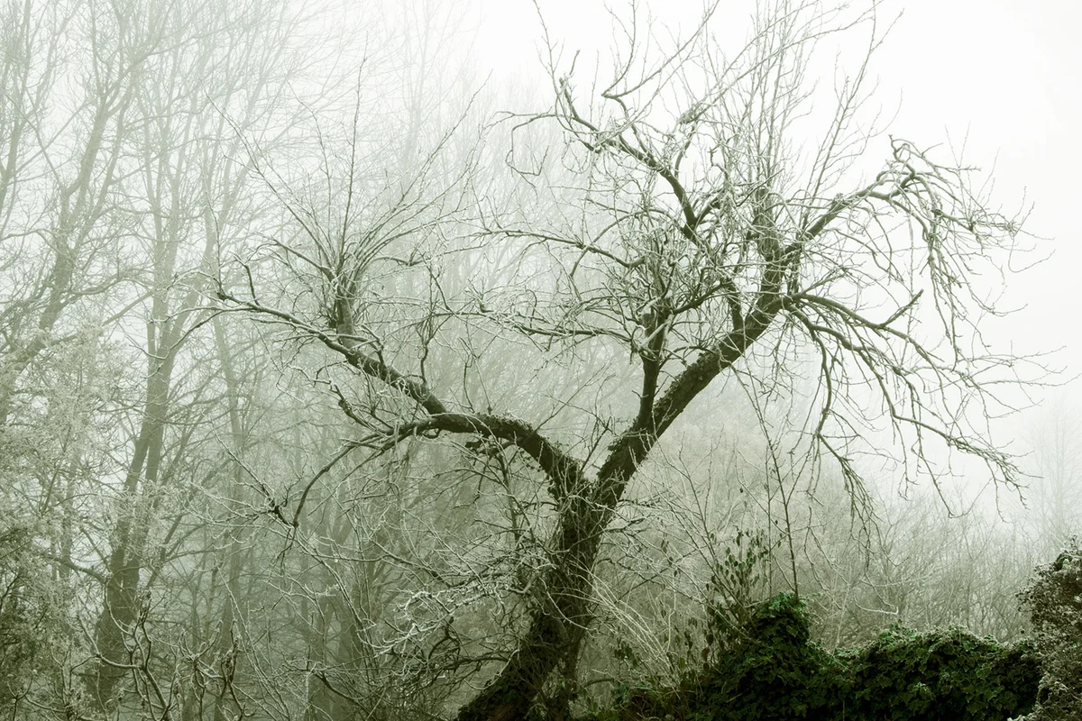 Dying plum tree in winter