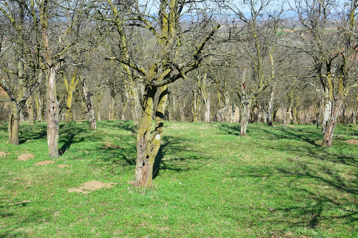 Old plum orchard
