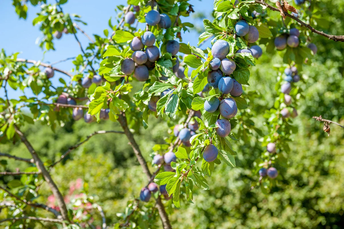 Purple plum fruits on branches