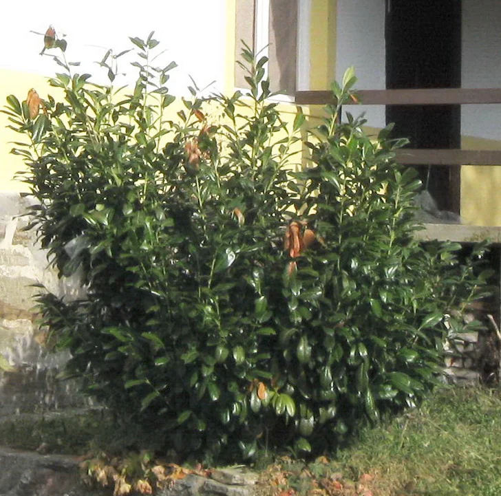 Unpruned laurel / Радосав Стојановић at Serbian Wikipedia [Public domain], via Wikimedia Commons (https://commons.wikimedia.org/wiki/File:Lovorvi%C5%A1nja_u_jednom_crnotravskom_dvori%C5%A1tu.JPG)