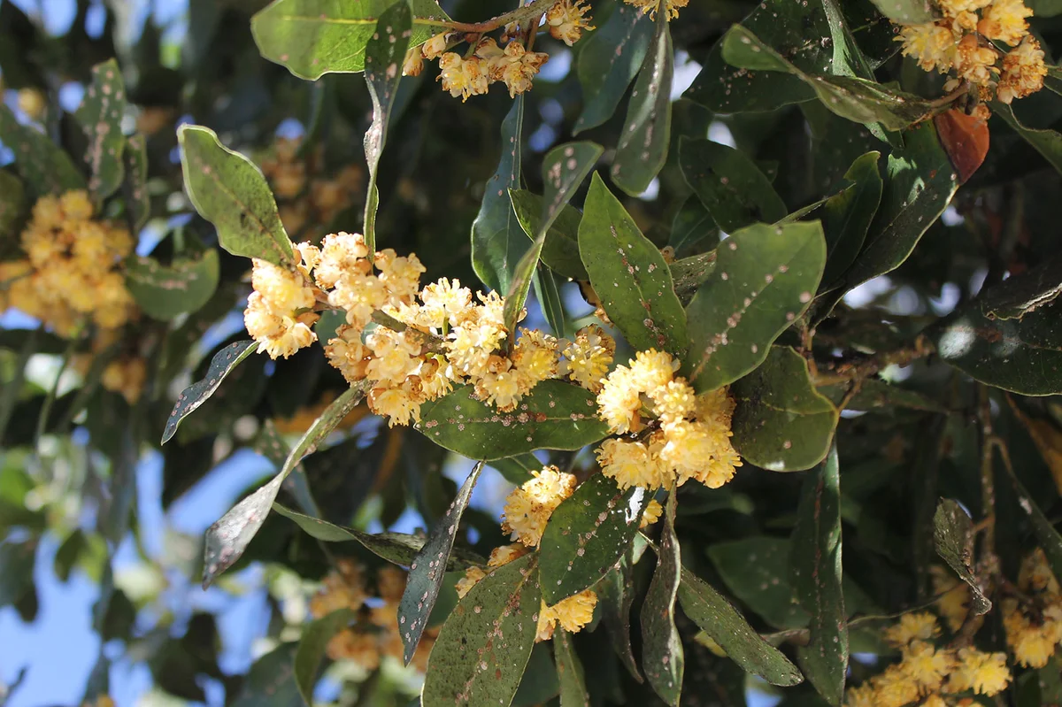 Laurel tree struck by insects
