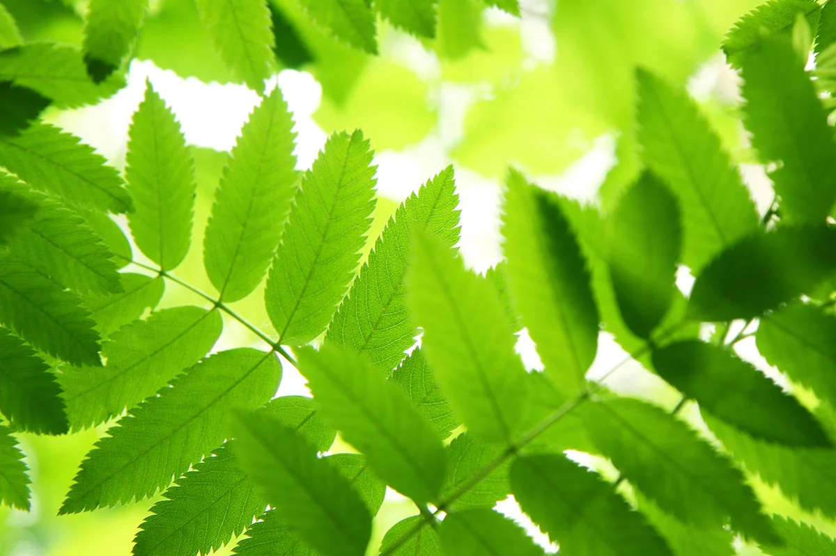 Mountain ash leaves in the sun
