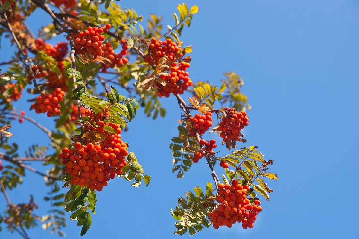 Mountain Ash berries