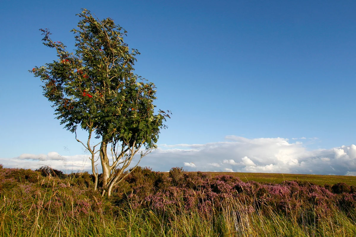European Mountain Ash in England