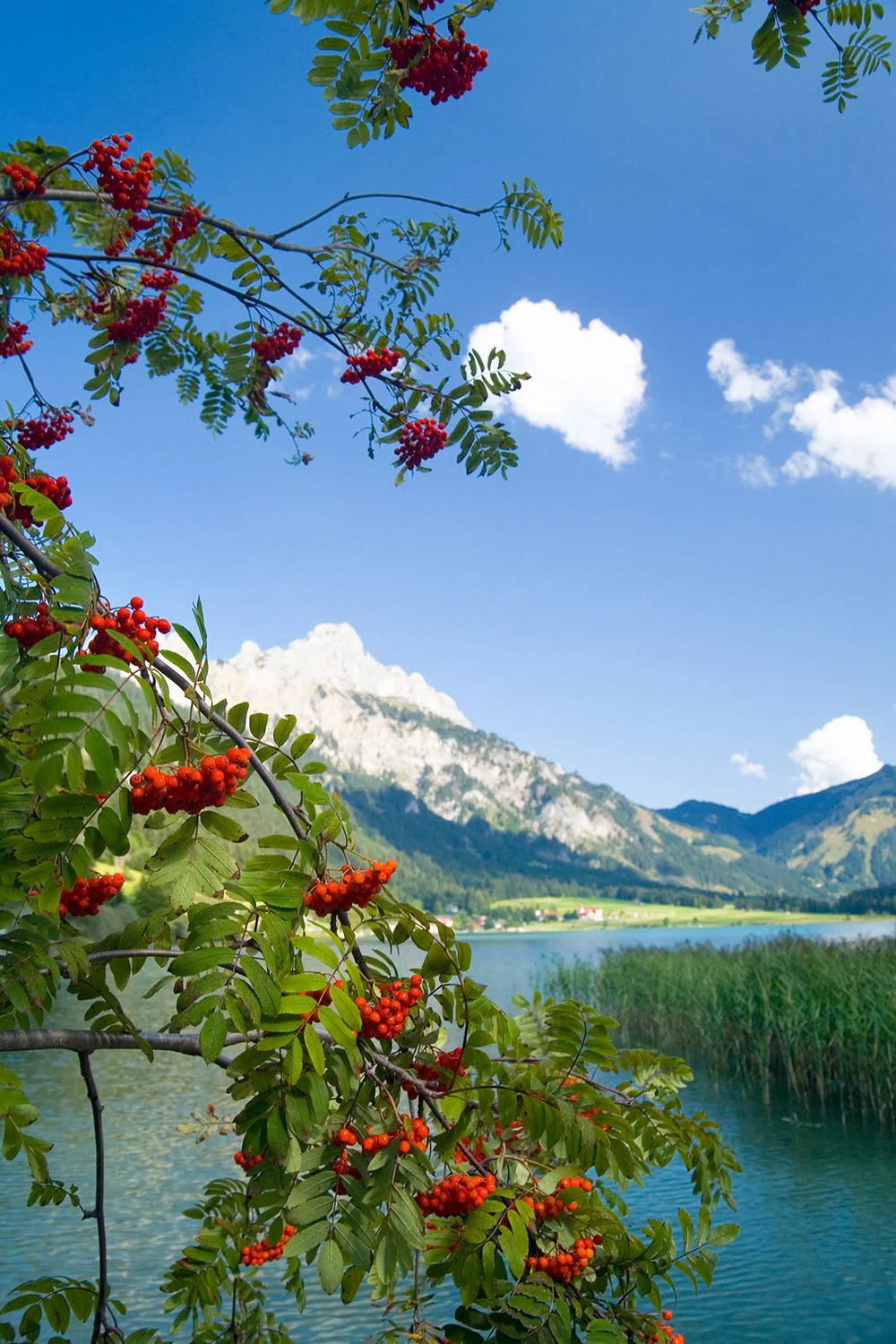 Mountain Ash in the Alps