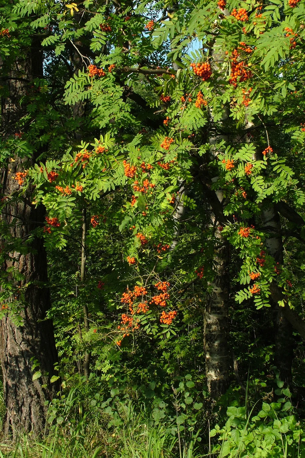 Mature Rowan tree in forest