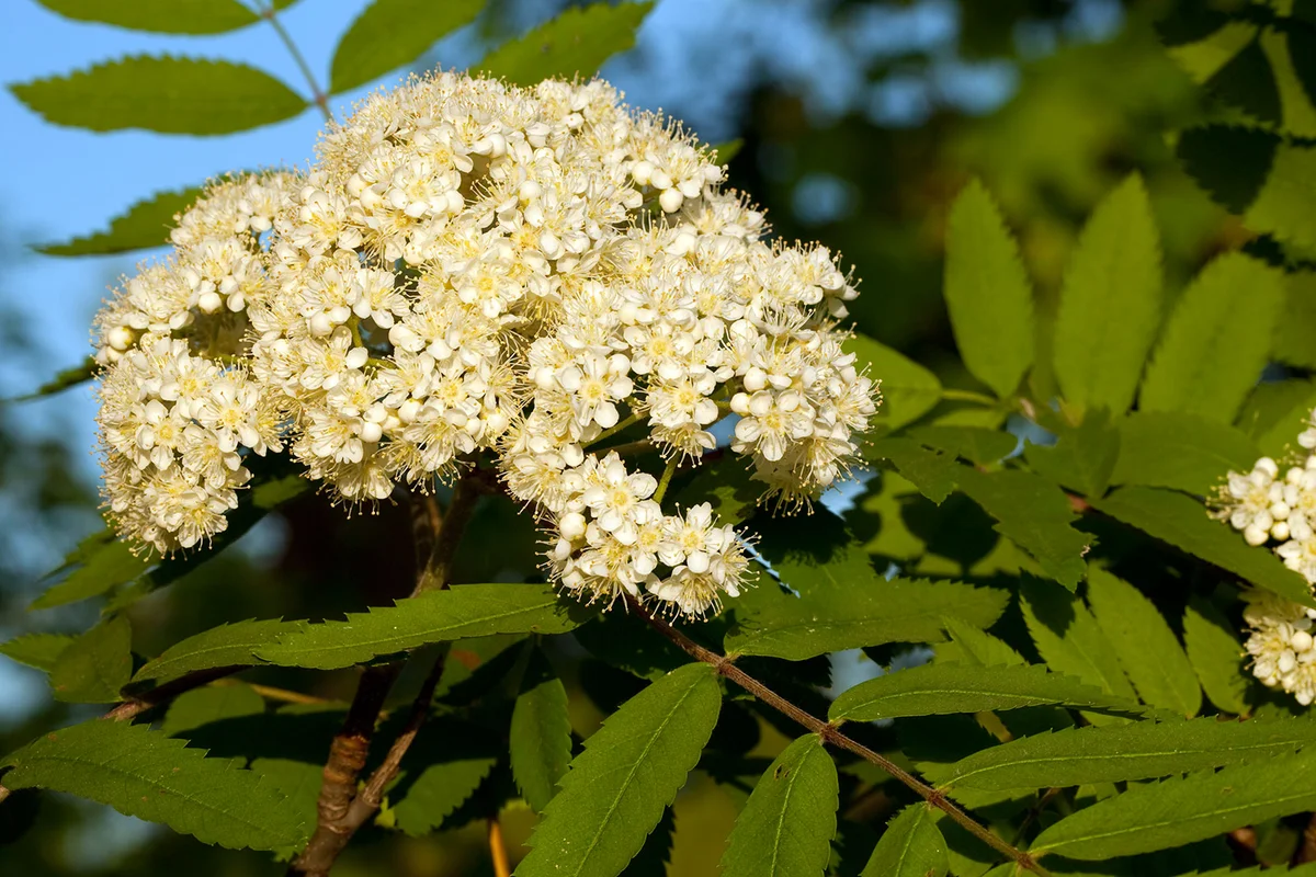Rowan Tree flowers in bloom