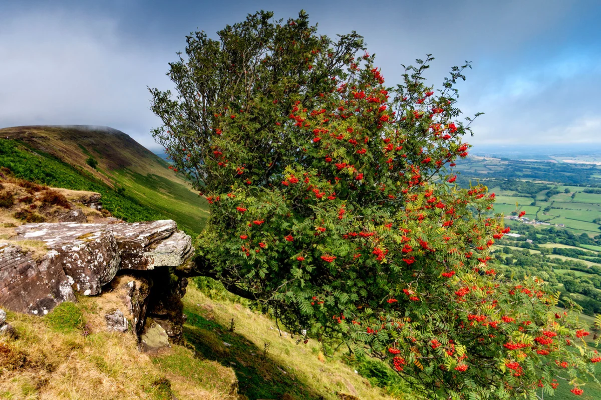 Mountain Ash in the Black Mountains
