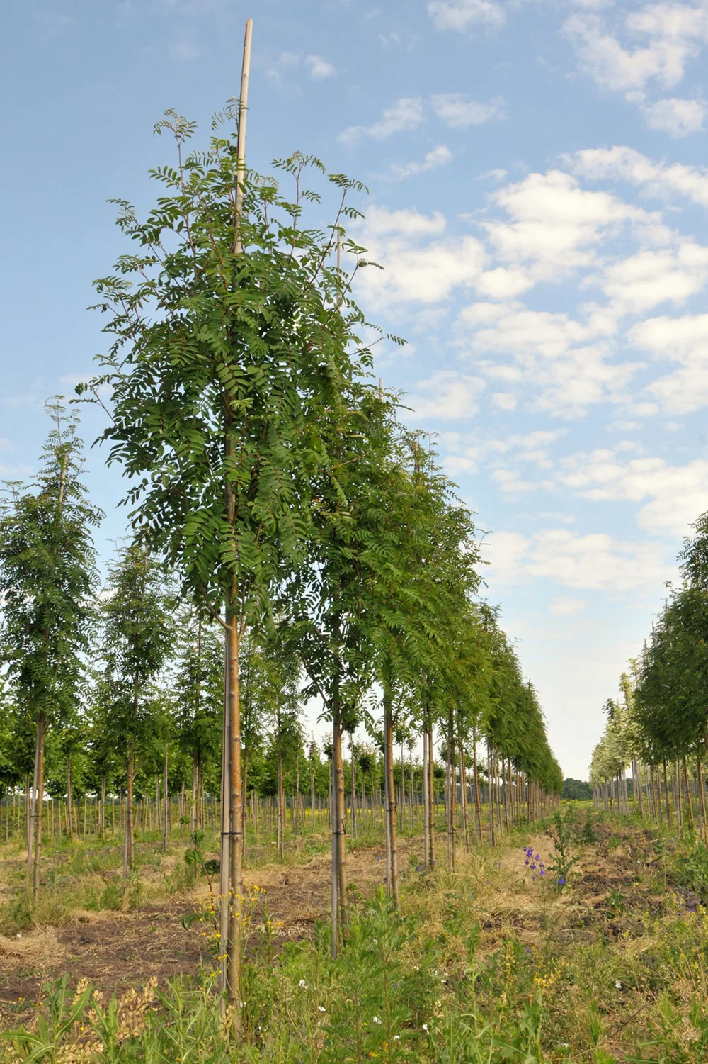 Rowan trees in a row