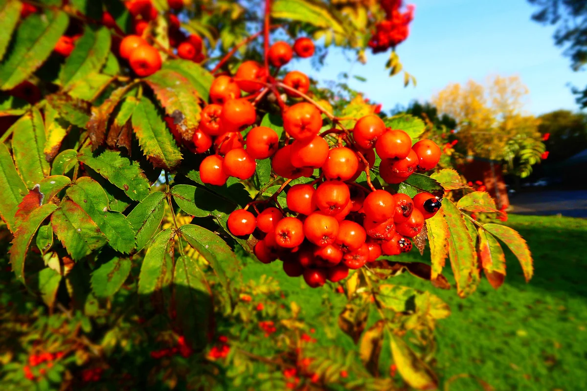Brown spotted leaves on Mountain Ash