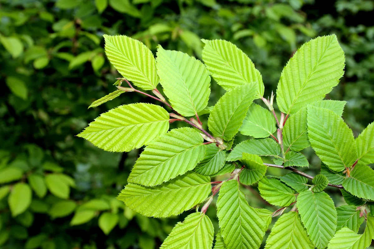 Green Elm leaves closeup