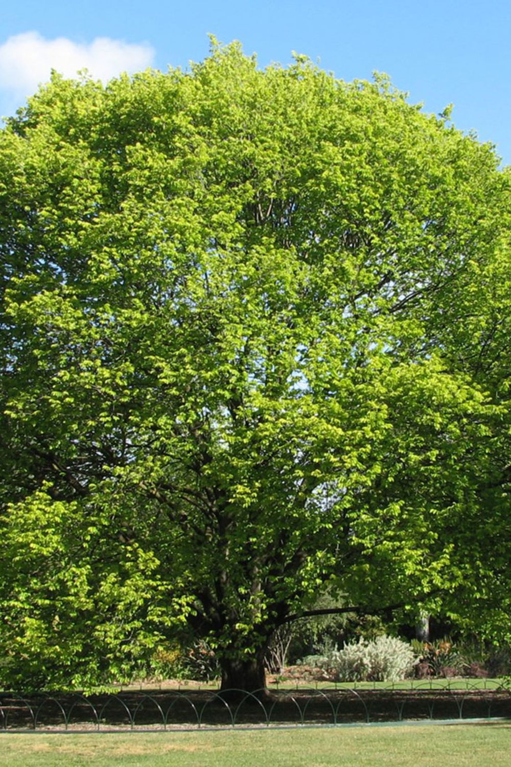Exploring the Majestic Wych Elm: Nature's Sturdy Giant