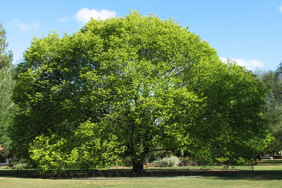 Wych Elm Tree / Melburnian [GFDL (http://www.gnu.org/copyleft/fdl.html), CC-BY-SA-3.0 (http://creativecommons.org/licenses/by-sa/3.0/) or CC BY 2.5 (https://creativecommons.org/licenses/by/2.5)], from Wikimedia Commons (https://commons.wikimedia.org/wiki/File:Ulmus_glabra_Lutescens_02.jpg)