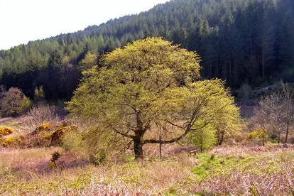Wych Elm in Bloom / Ed Iglehart / https://creativecommons.org/licenses/by-sa/2.0/deed.en (https://commons.wikimedia.org/wiki/File:Wych_Elm_in_Bloom_-_geograph.org.uk_-_1277831.jpg)
