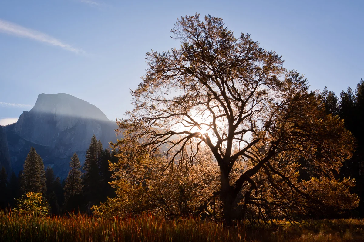 Wych Elm in Autumn