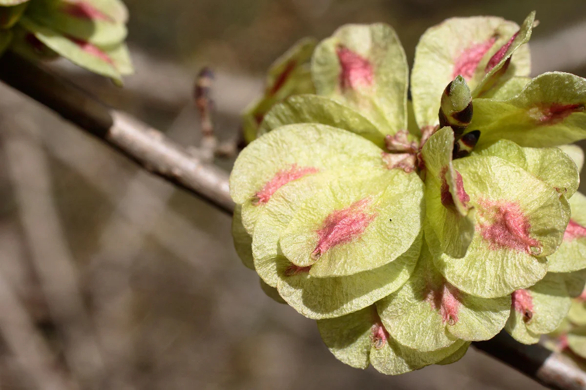 Seeds of Wych Elm on branch