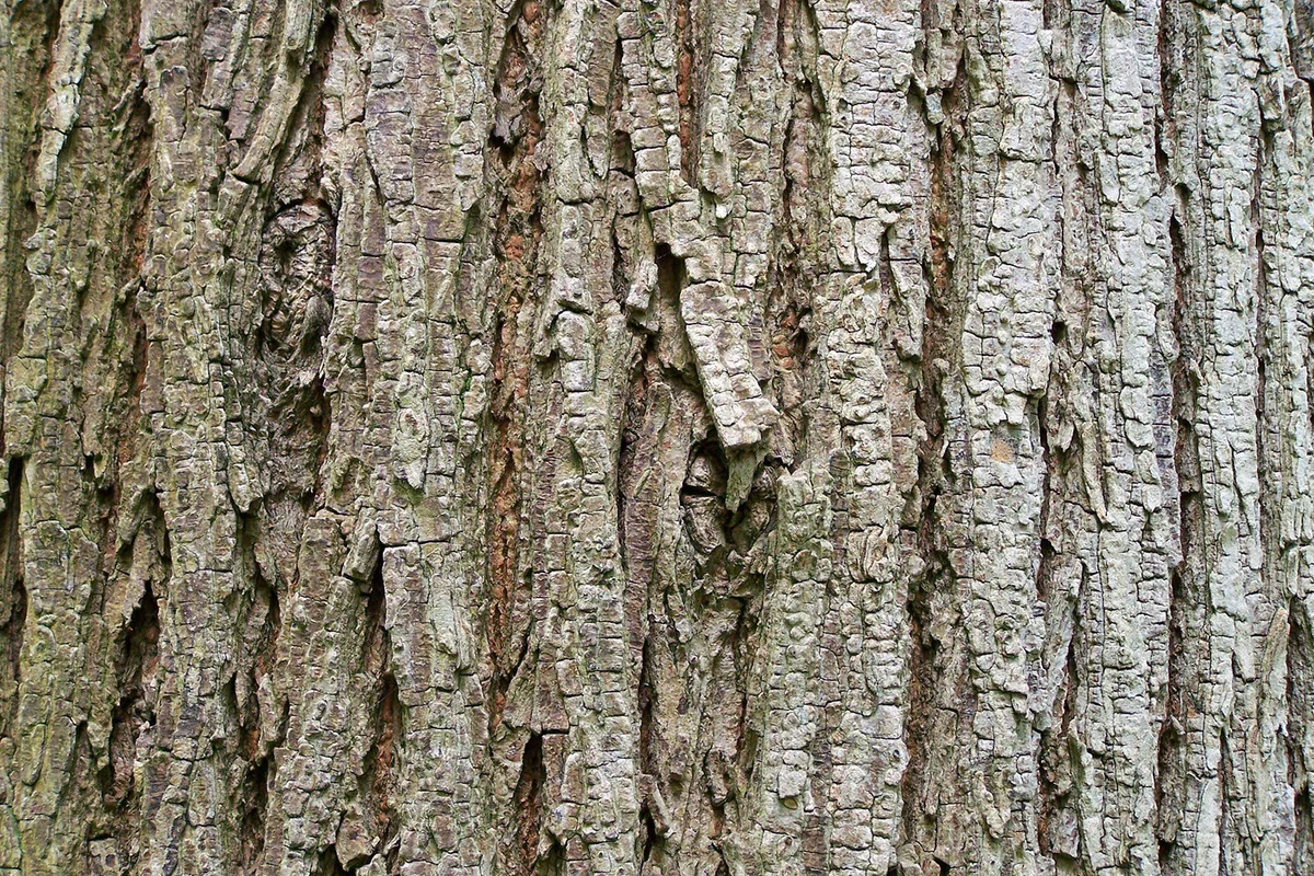 Ulmus Glabra Wych Elm Bark / T.Voekler [CC BY-SA 3.0 (https://creativecommons.org/licenses/by-sa/3.0)], from Wikimedia Commons (https://commons.wikimedia.org/wiki/File:Ulmus_glabra_Wych_Elm_bark.jpg)