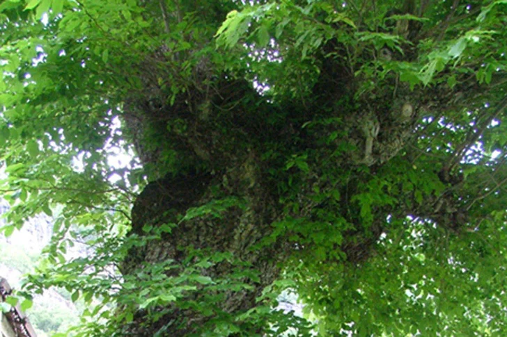 Old Wych Elm Tree Photo: Svein Jan Hjelmeset / https://creativecommons.org/licenses/by/2.5/deed.en (https://commons.wikimedia.org/wiki/File:Wych_elm.jpg)
