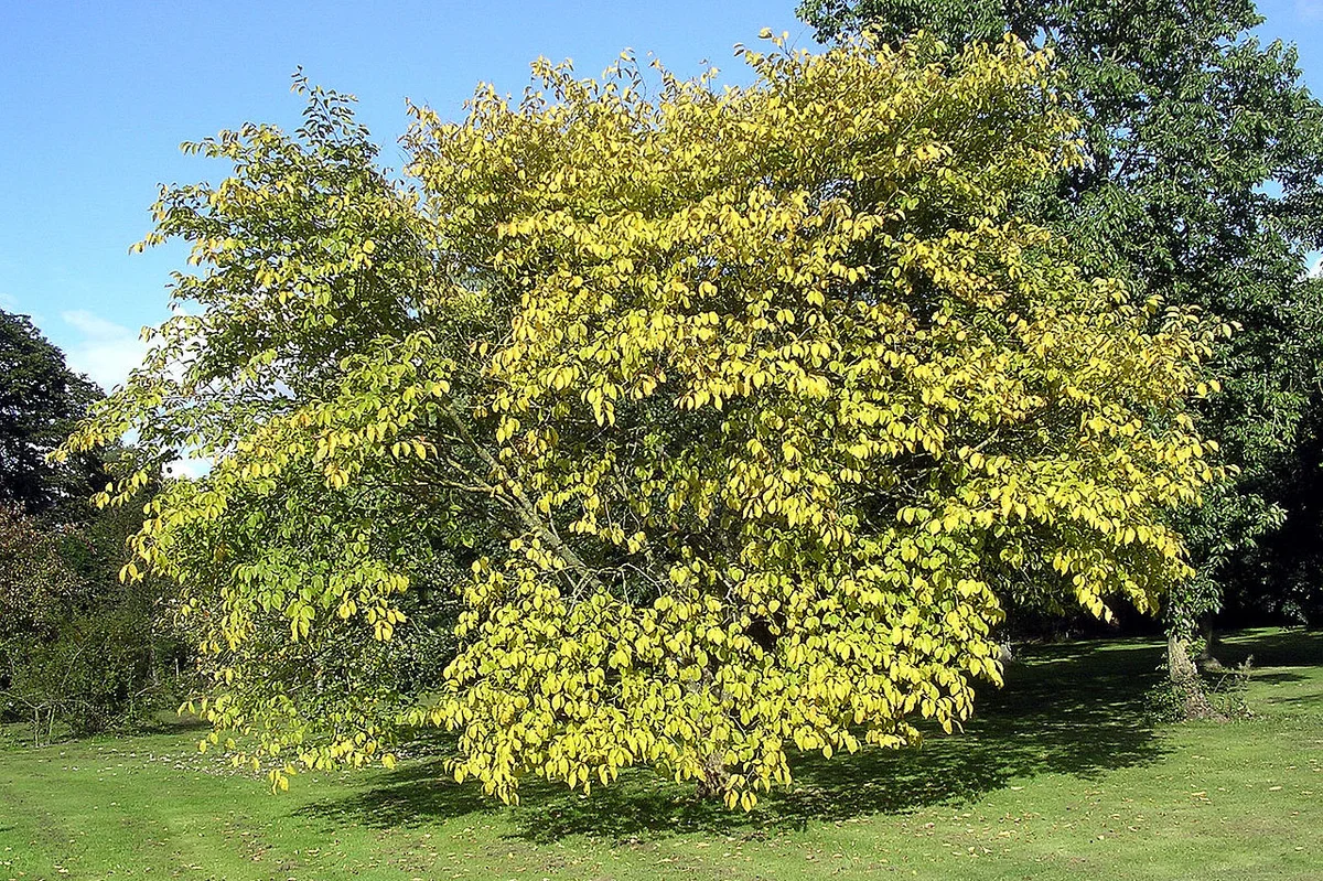 Golden Wych Elm / Ptelea [Public domain], from Wikimedia Commons (https://commons.wikimedia.org/wiki/File:Golden_Wych_Elm.jpg)