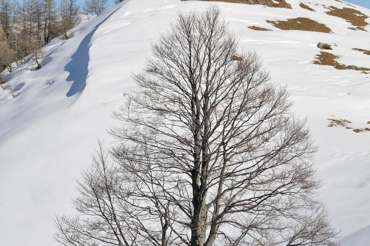 Great Wych Elm in Winter
