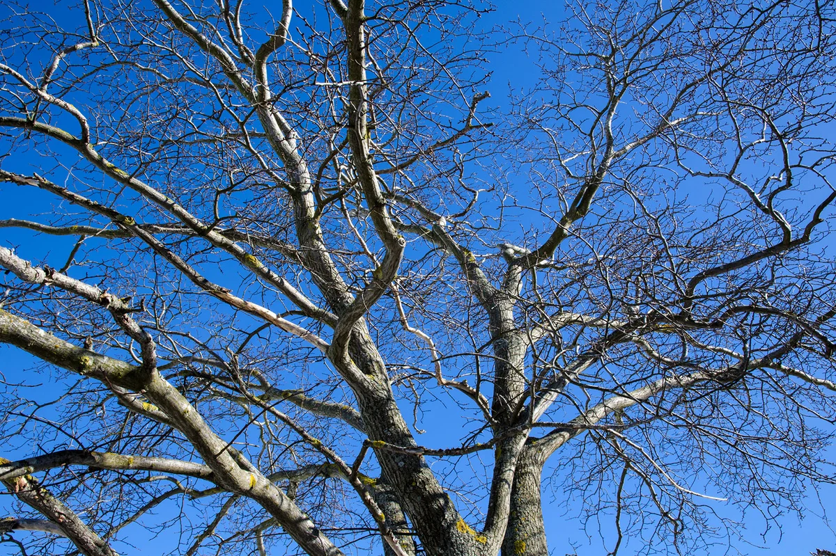 Wych Elm tree against blue sky