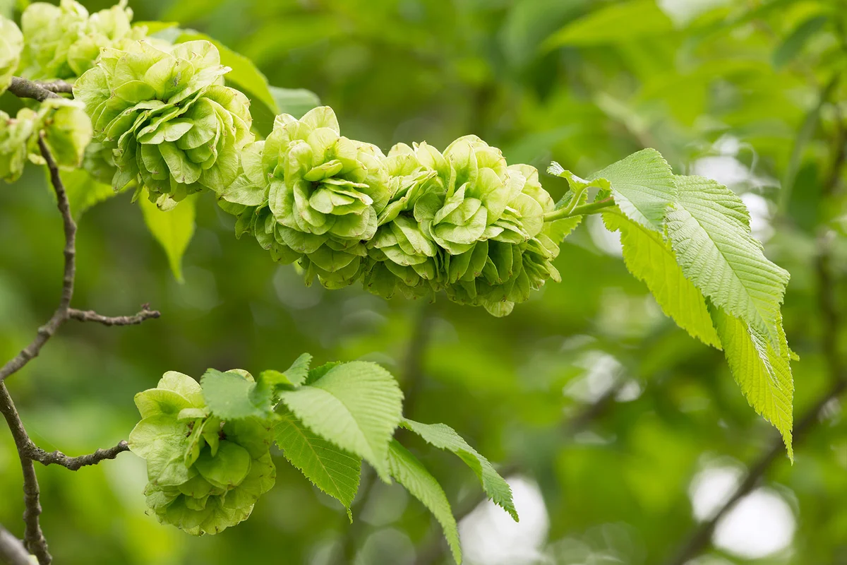 Wych Elm branch in springtime