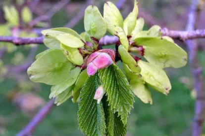Leaves and fruit of the Wych Elm tree / Ed Iglehart / https://creativecommons.org/licenses/by-sa/2.0/ (https://commons.wikimedia.org/wiki/File:Leaves_and_Fruit_of_Wych_elm_-_geograph.org.uk_-_1277832.jpg)