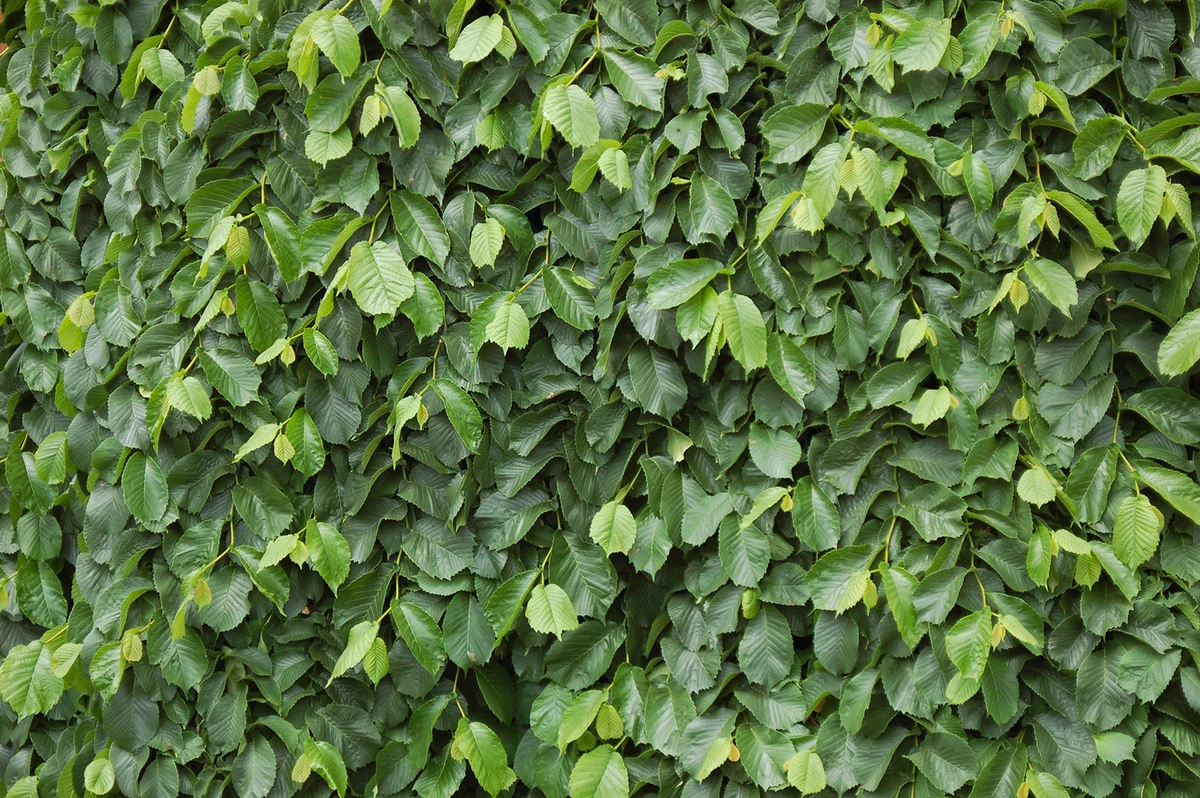 Wych Elm (Ulmus Glabra) leaves