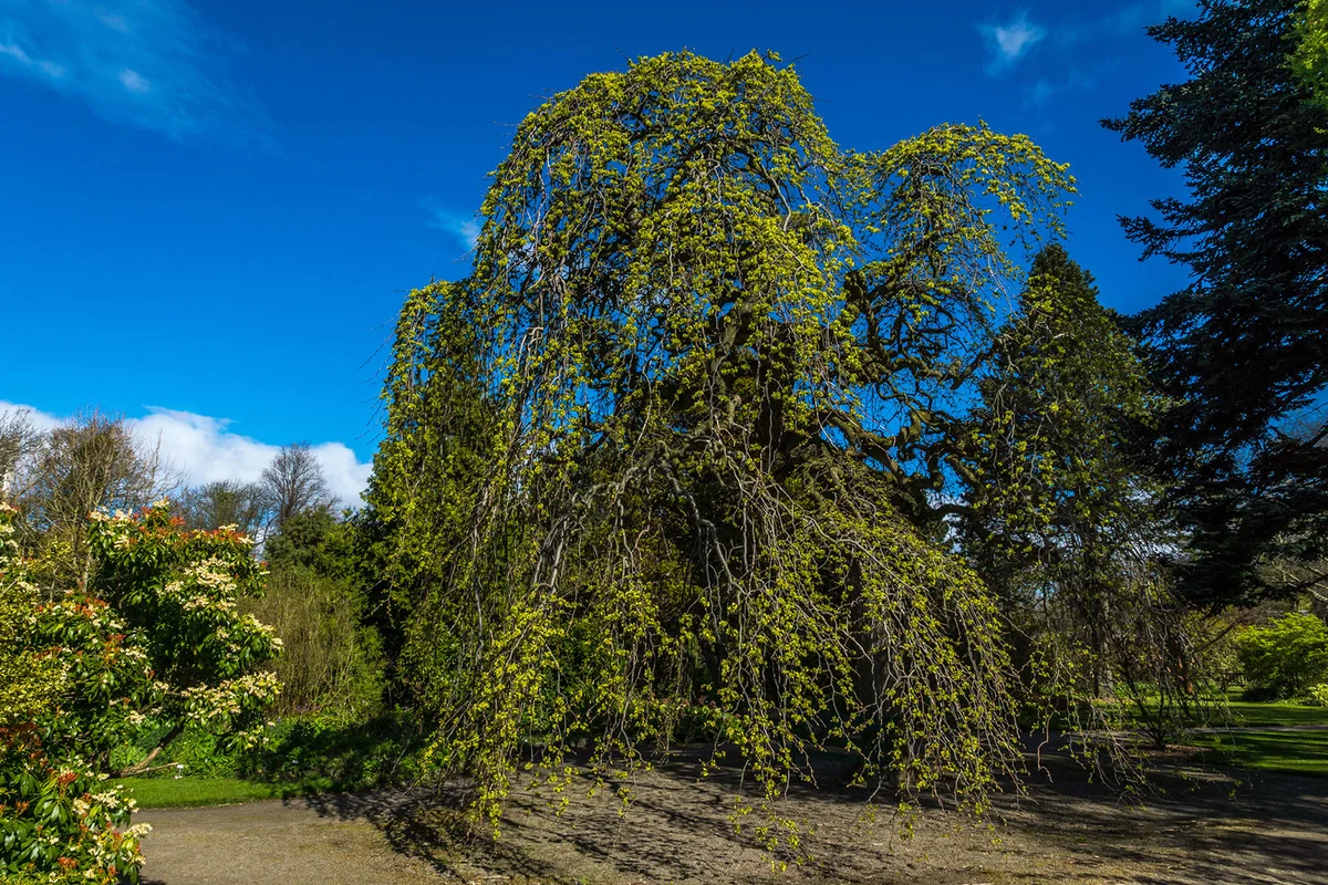 Tall Wych Elm Tree