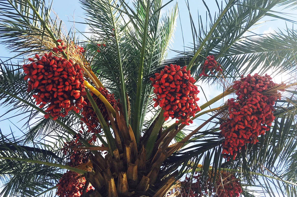 Dates hanging in palm tree