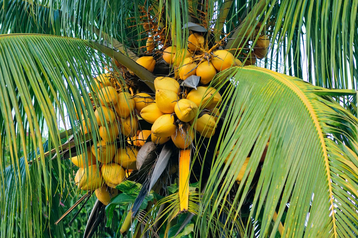Coconut palm in Havana, Cuba