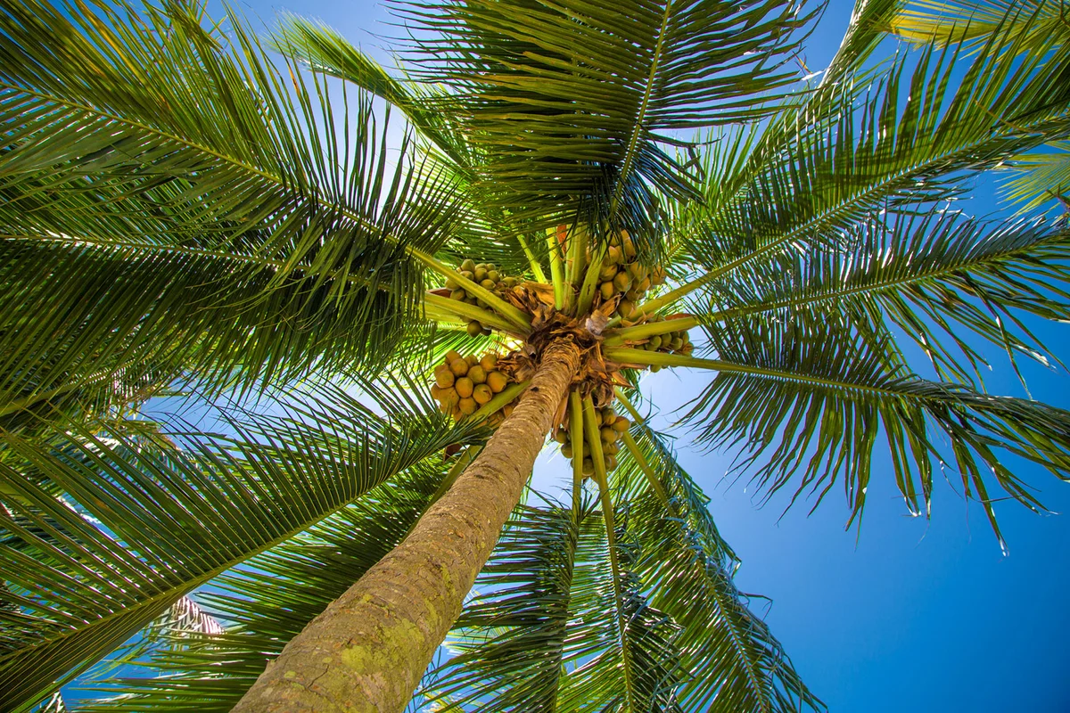 Looking up at coconut palm