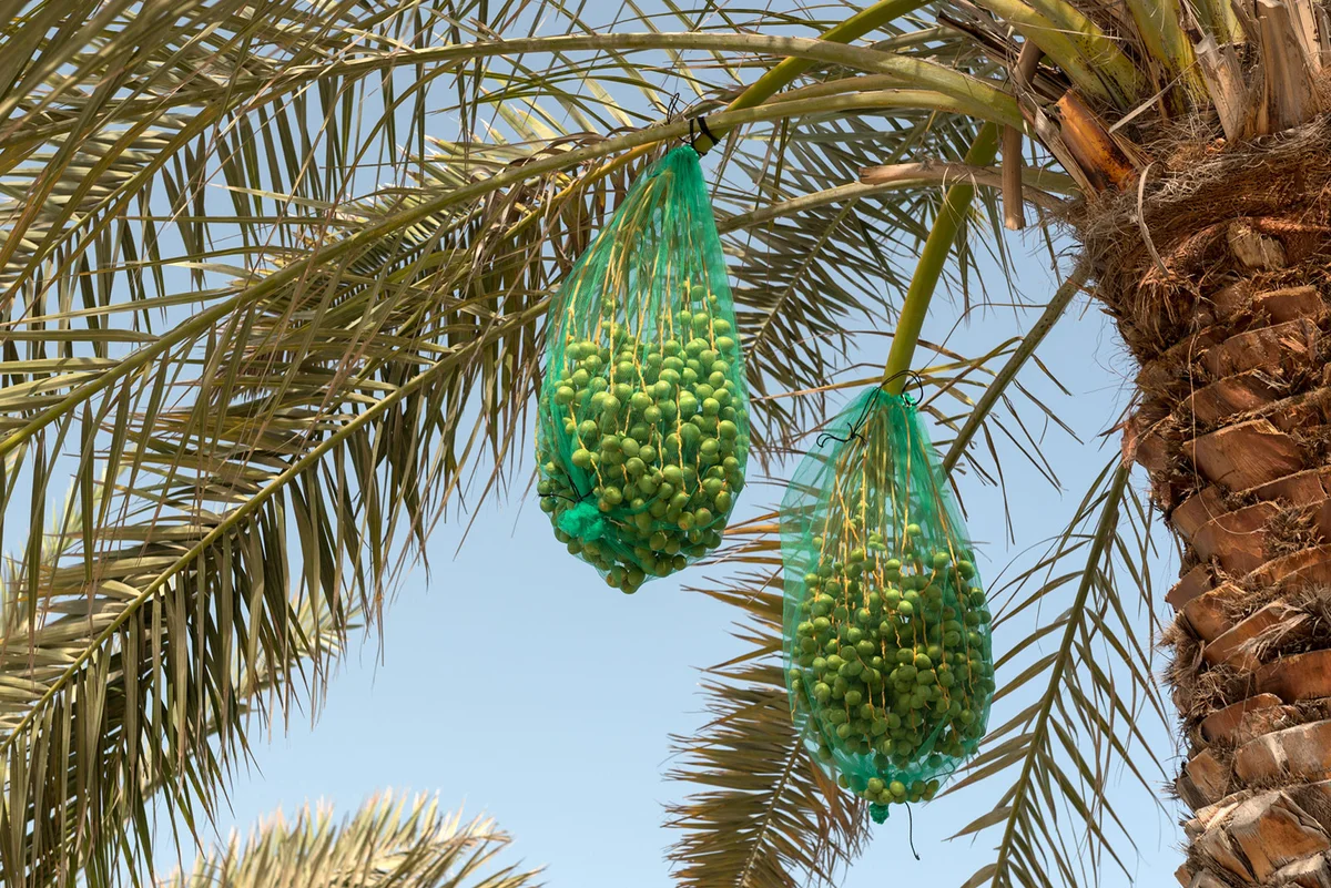 Dates covered in nets in palm tree to protect them