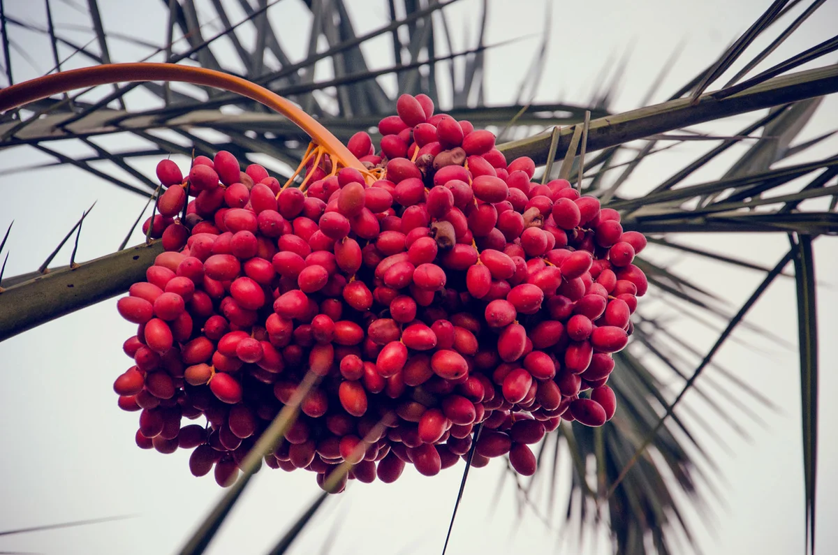 Ripe dates in palm tree
