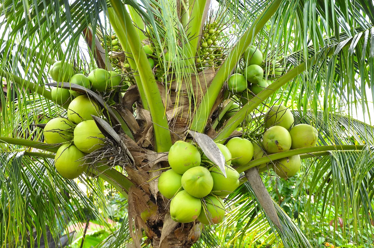 green coconuts in palm tree