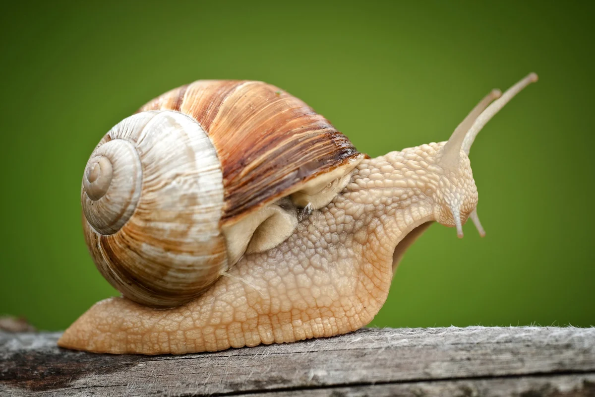 Roman snail on wood