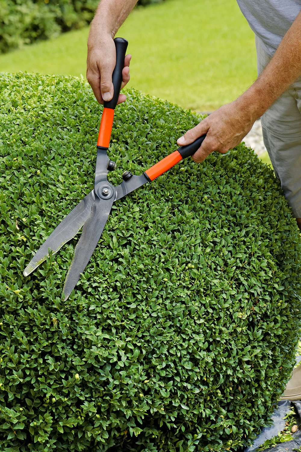 Man trimming Boxwood ball