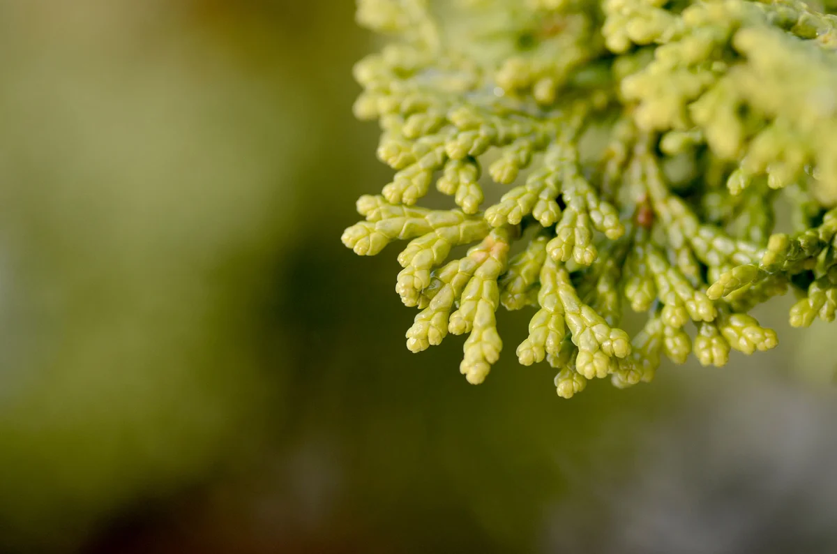 Cypress tree foliage closeup