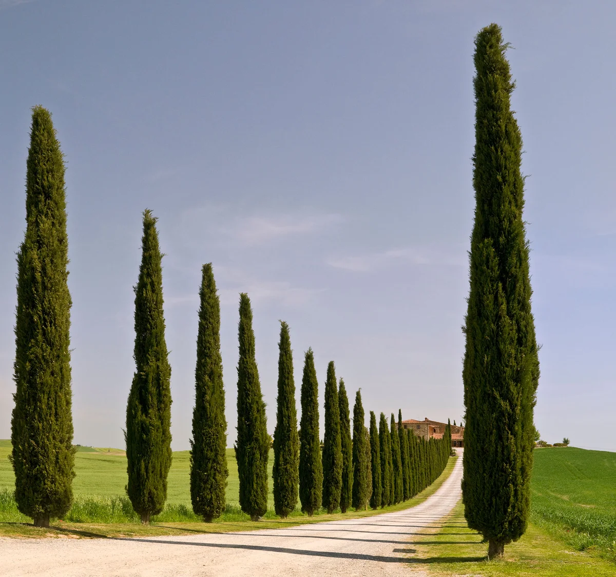 Italian Cypress trees lining road