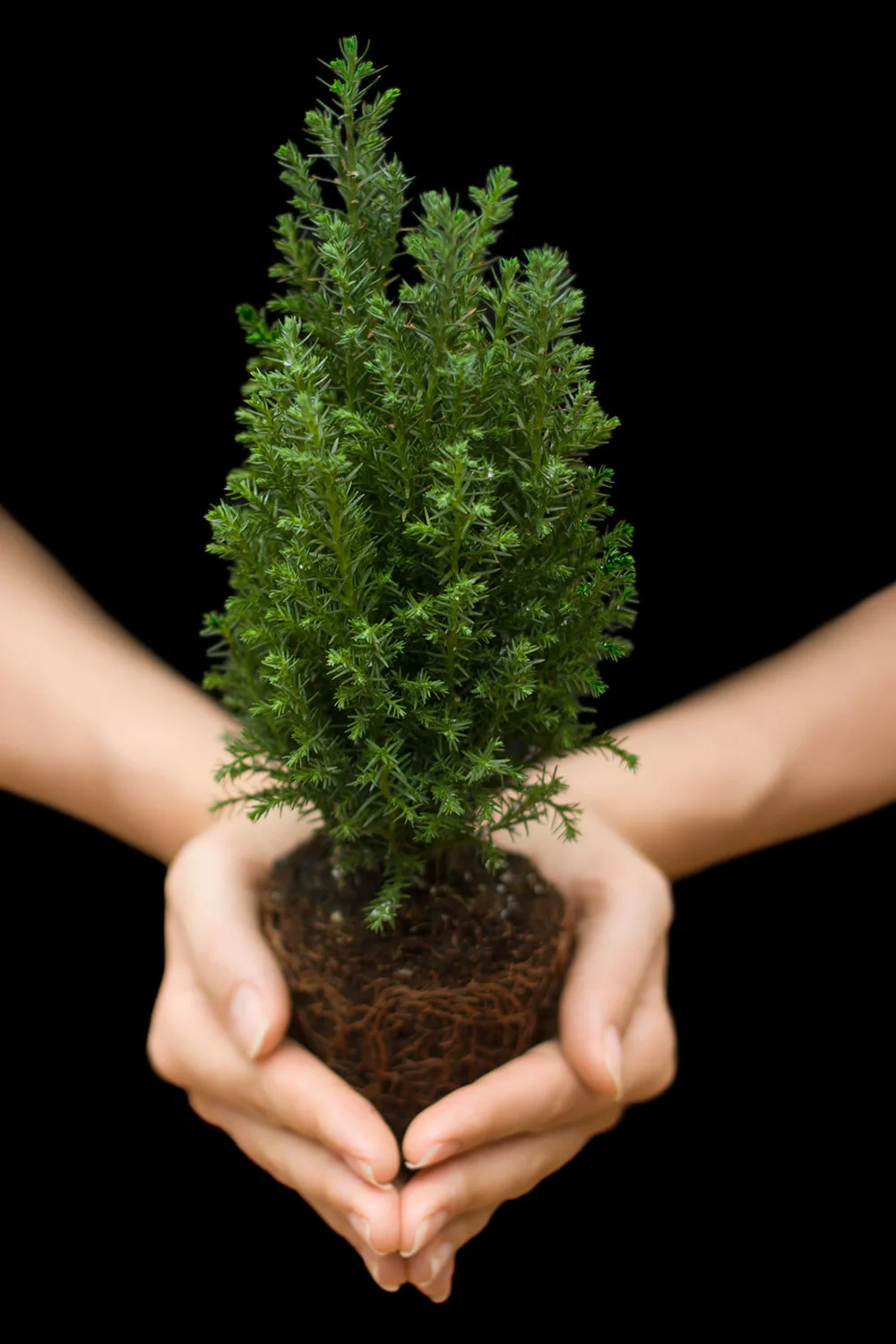 Holding little Cypress tree in hands