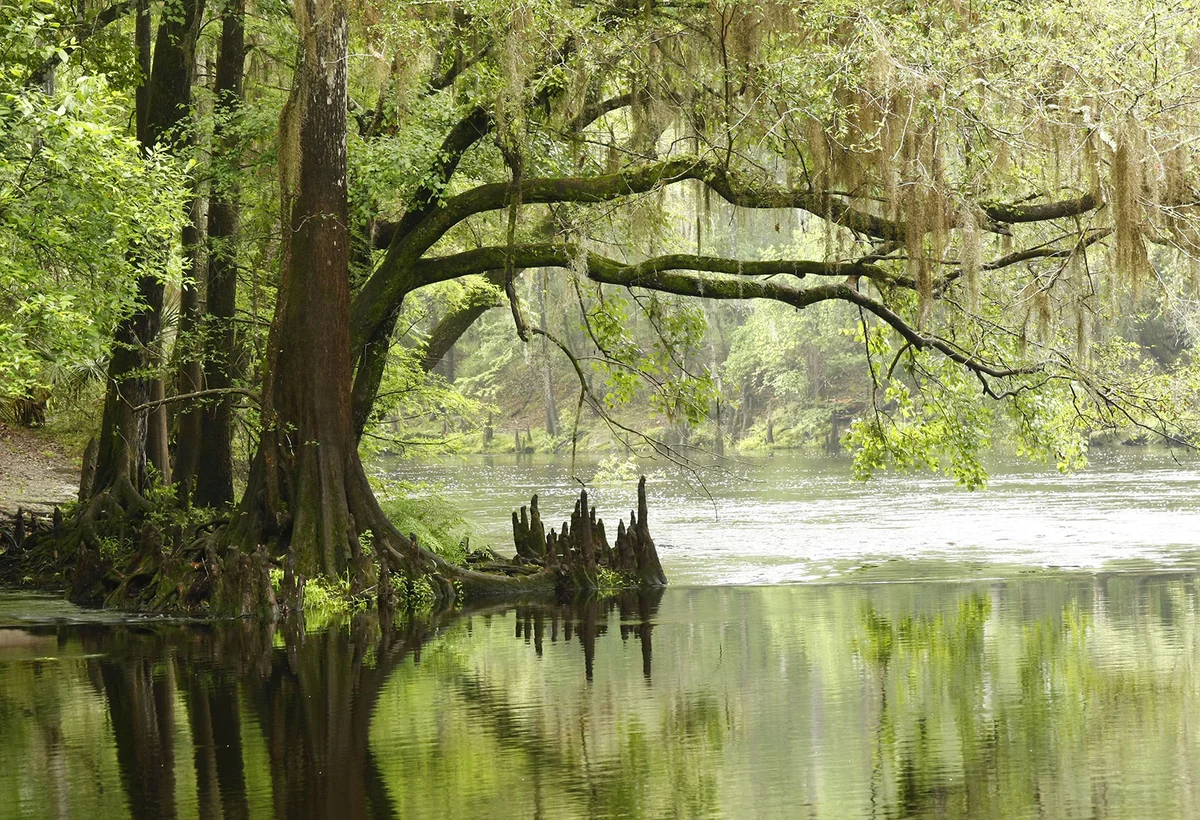 Bald Cypress tree overhanging the river