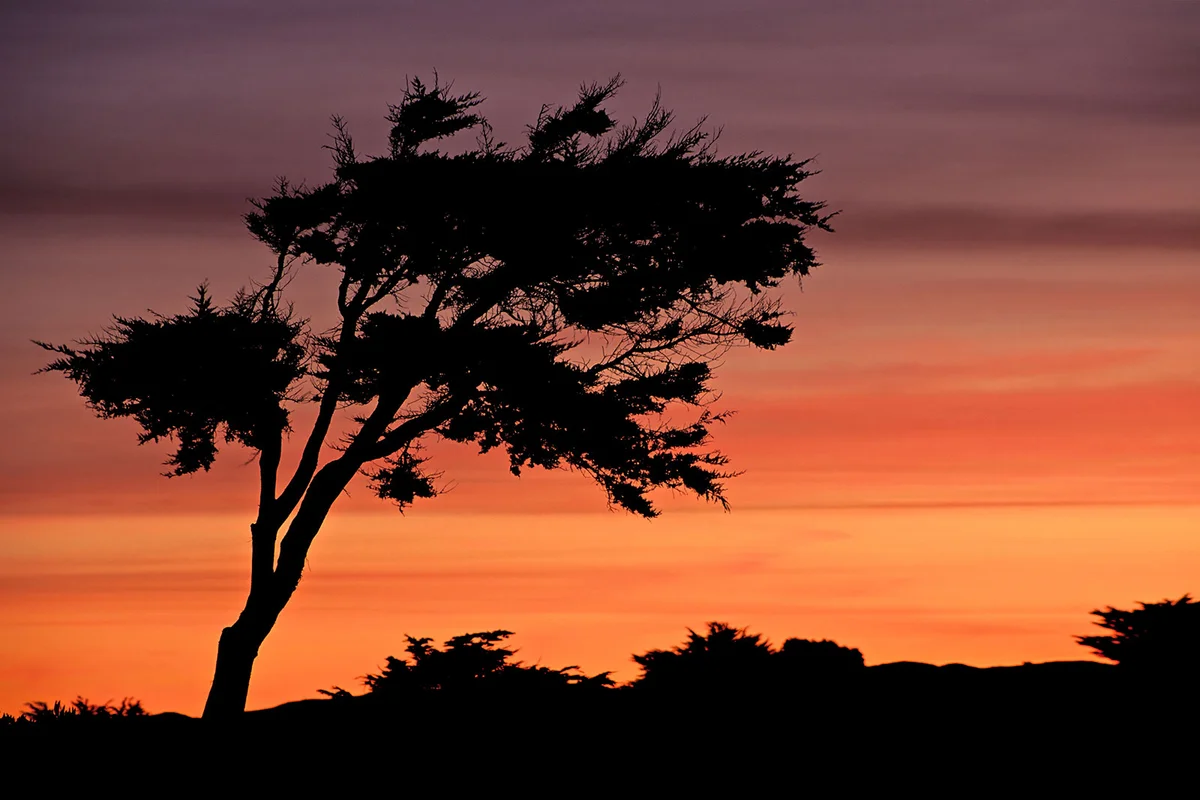 Lone Monterey Cypress tree at sunrise