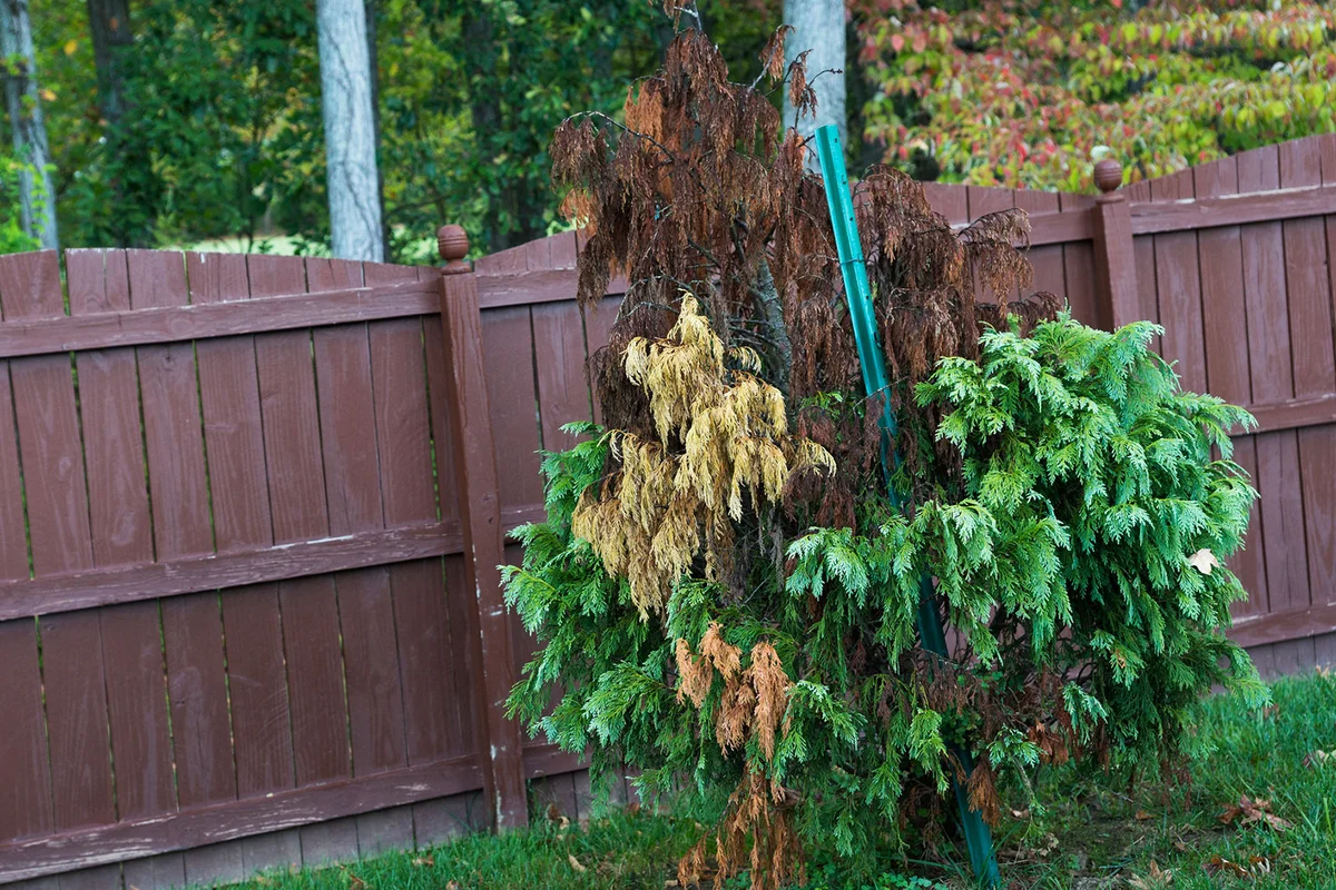Yellowing foliage on Cypress tree in backyard
